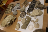 Скам’яніння під ногами, або Що вивчають палеонтологи